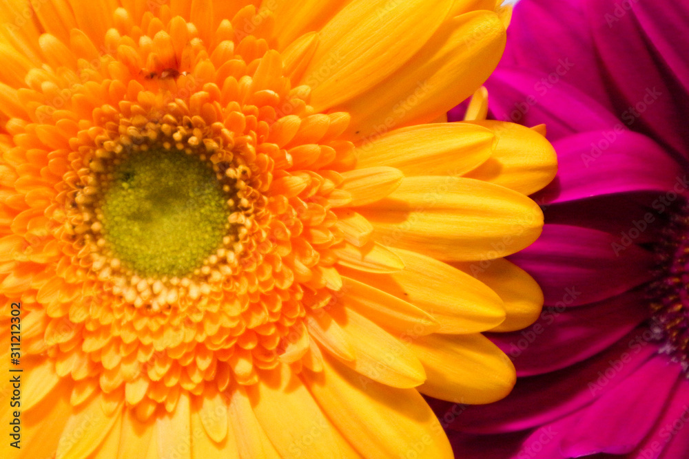 closeup of orange and purple gerbera flower wallpaper