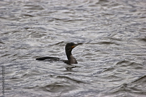 Schwimmender Kormoran (Phalacrocorax carbo) photo