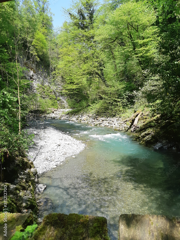 river in the forest river in the forest