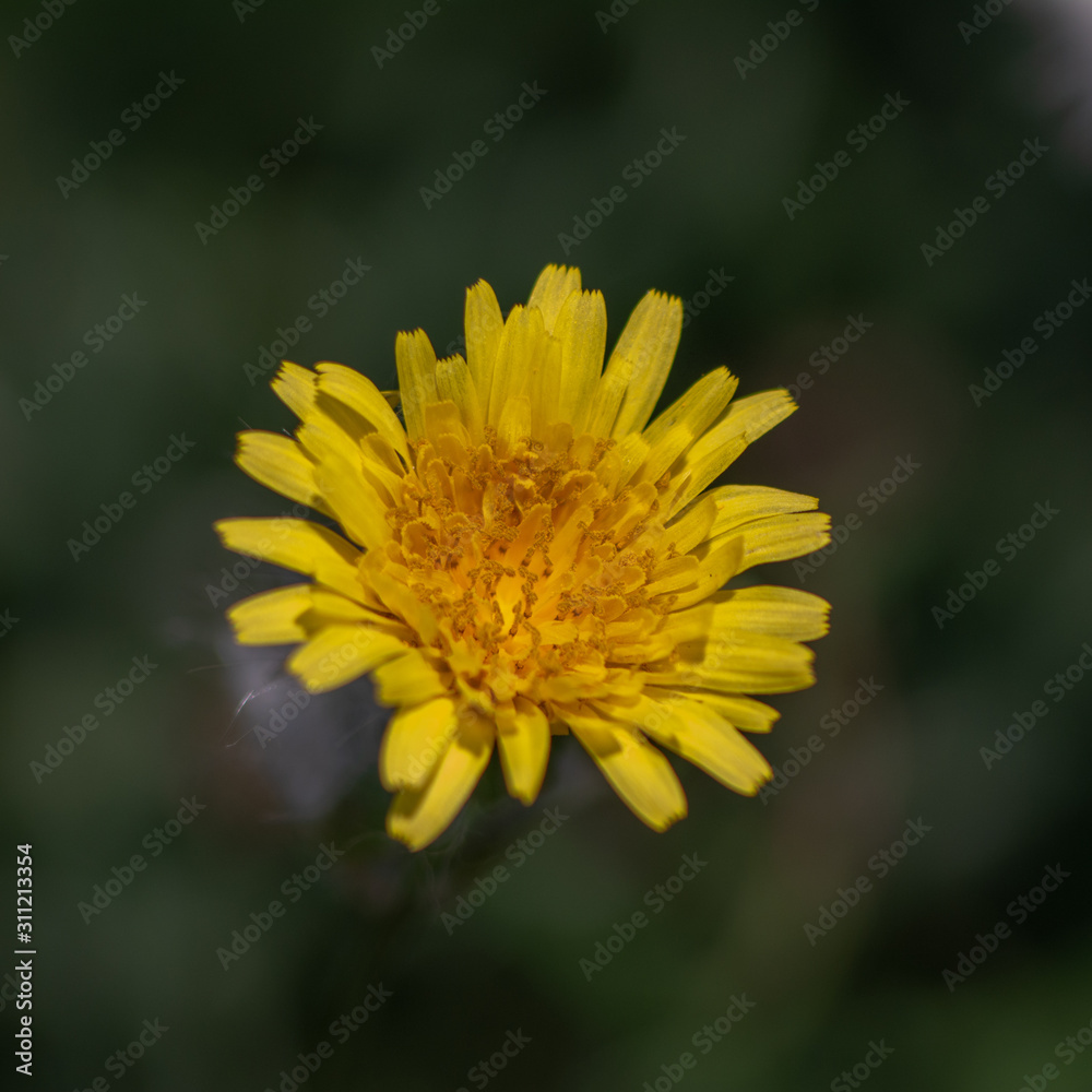 flor flor