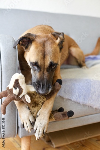 A Belgian Malinois playing with soft toy