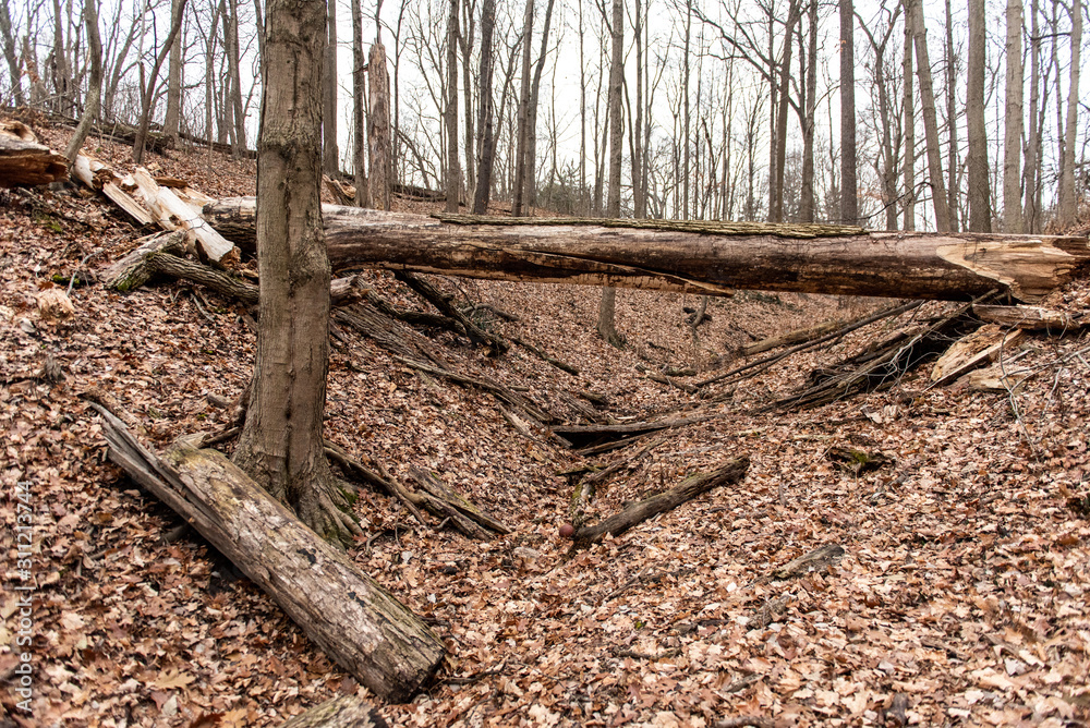 A fallen tree lays in the forest in a nature park in Indianapolis A fallen tree lays in the forest in a nature park in Indianapolis