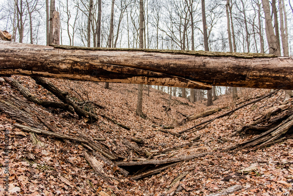 A fallen tree lays in the forest in a nature park in Indianapolis A fallen tree lays in the forest in a nature park in Indianapolis