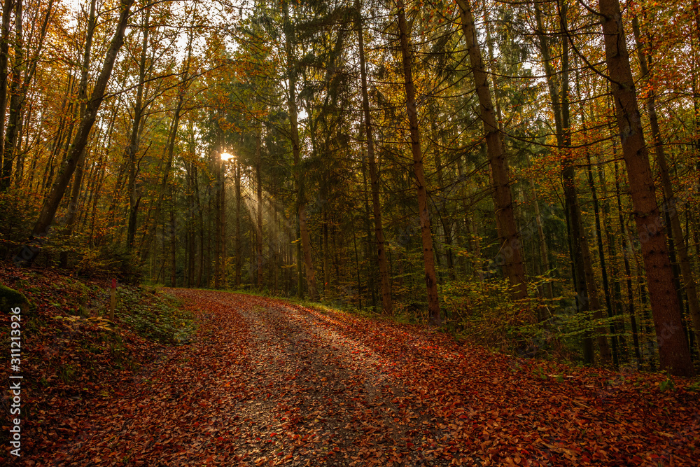 Fototapeta premium Wald Weg Bäume Sonnenstrahlen