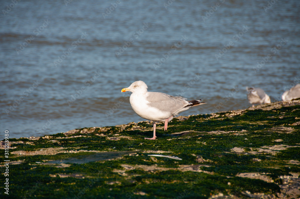 Seagull near breakwater in Ostend, Belgium Seagull near breakwater in Ostend, Belgium