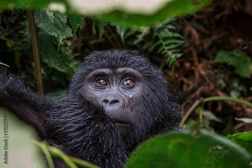 Fototapeta Naklejka Na Ścianę i Meble -  close up portrait of a black gorilla looking at you in the wild deep in the jungle