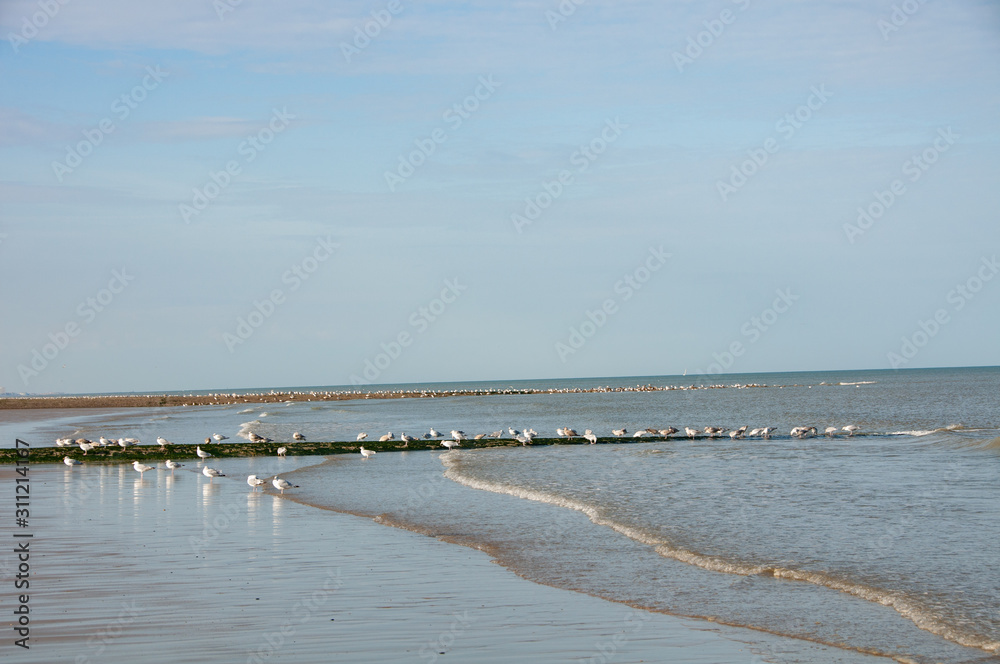 Seagull near breakwater in Ostend, Belgium