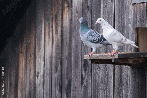 White and gray pigeons Columba livia domestica standing on the edge of an entrance to a barn