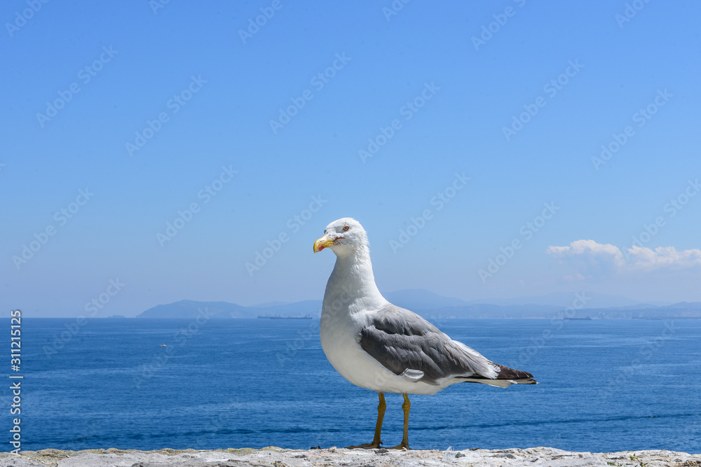 Fototapeta premium seagull posing on top of a stone wall