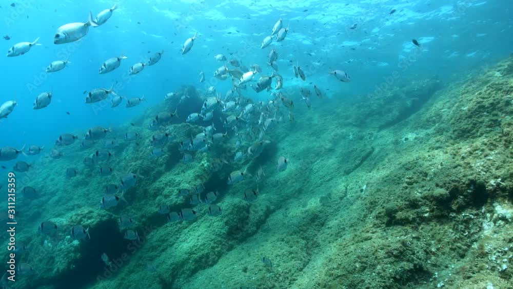 Mediterranean sea school of fish two-banded seabream, Diplodus vulgaris, underwater scene, marine reserve of Cerbere Banyuls, Pyrenees-Orientales, Occitanie, France Mediterranean sea school of fish two-banded seabream, Diplodus vulgaris, underwater scene, marine reserve of Cerbere Banyuls, Pyrenees-Orientales, Occitanie, France