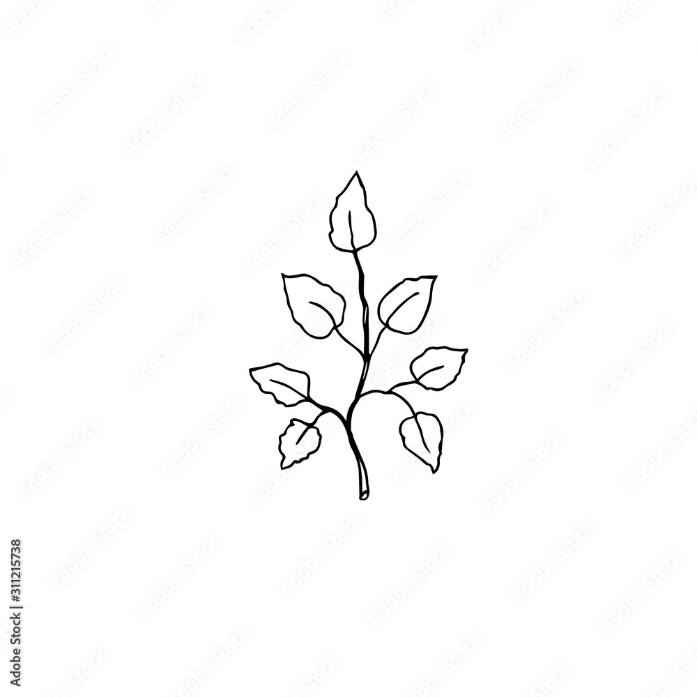 Leaves  florist hand drawn illustration 