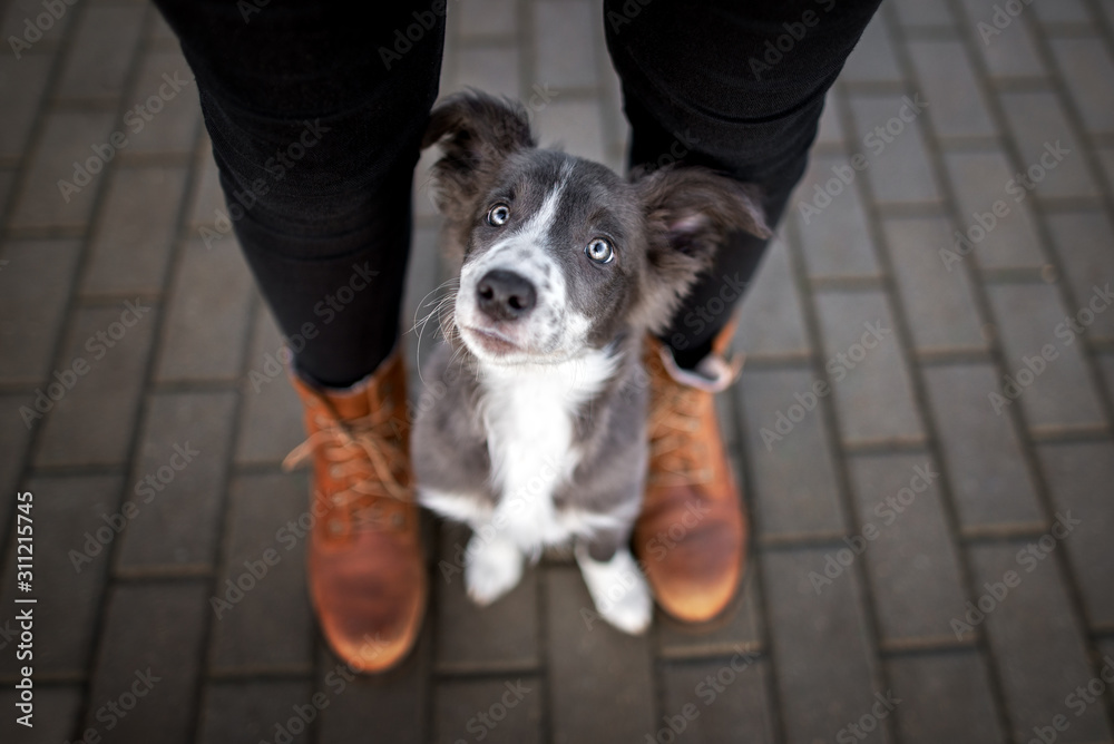 border collie puppy sitting between owner legs and looking up, top view portrait