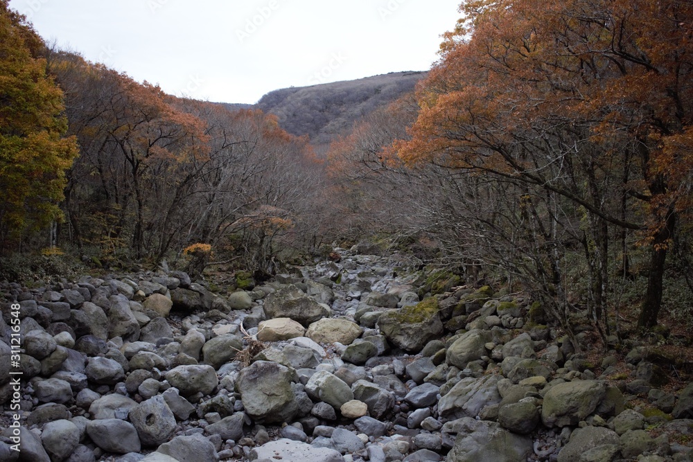 Obraz premium Dry riverbed near Eorimok Trail at Hallasan National Park, Jeju, Korea