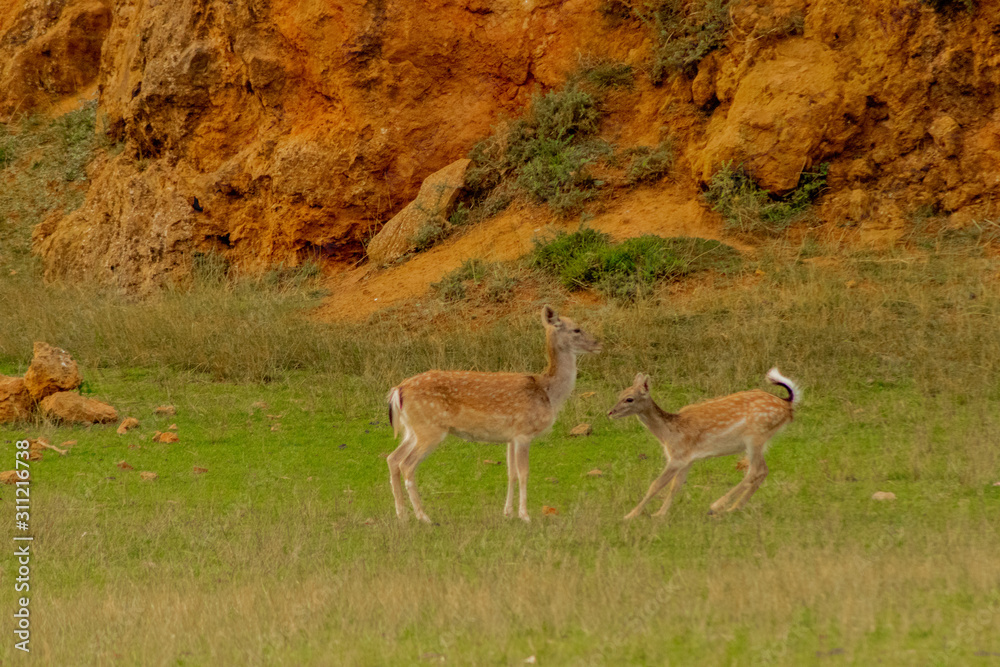 Fototapeta premium fallow deer in a forest of Cantabria, Spain