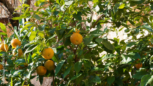 Bigaradier ou oranger amer (Citrus aurantium) aux rameaux garnis d'oranges teintées de vert et jaune en cours de maturation, au gout amer, à peau rugueuse, au feuillage vert foncé et odorant