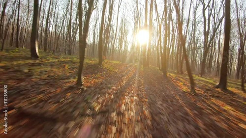 FPV drone flight quickly and maneuverable through an autumn forest at sunset photo