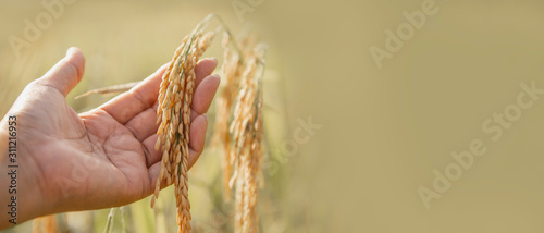 Ripe ear of rice on woman hand for banner with copy space.
