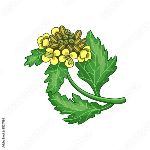 Mustard spice vector realistic colored botanical illustration. Product to prepare delicious and healthy food. Isolated on white background.