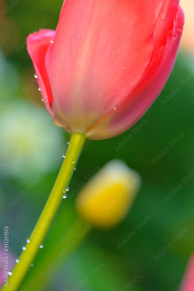 Fototapeta premium Tulpe mit Regentropfen