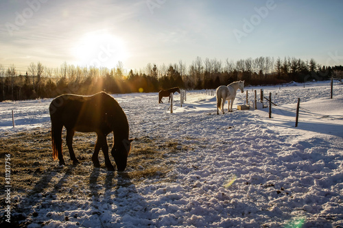 Chevaux canadien dans une prairie enneigée au Québec en train de manger du foin