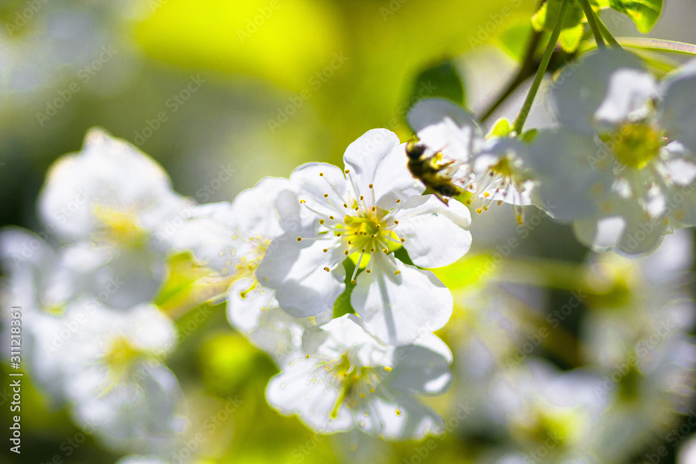 Spring background - flower of cherry tree