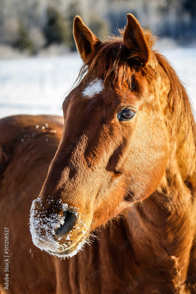 Gros plan sur la tête d'un cheval canadien alezan dans la neige Photos