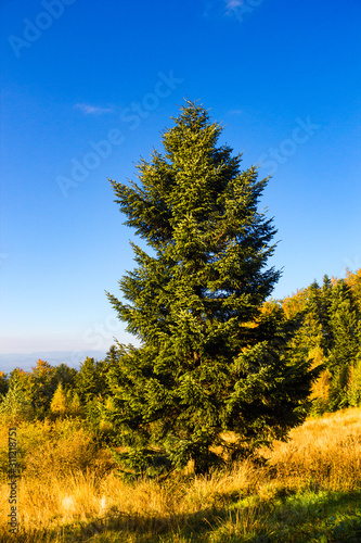 Pine tree in autumn