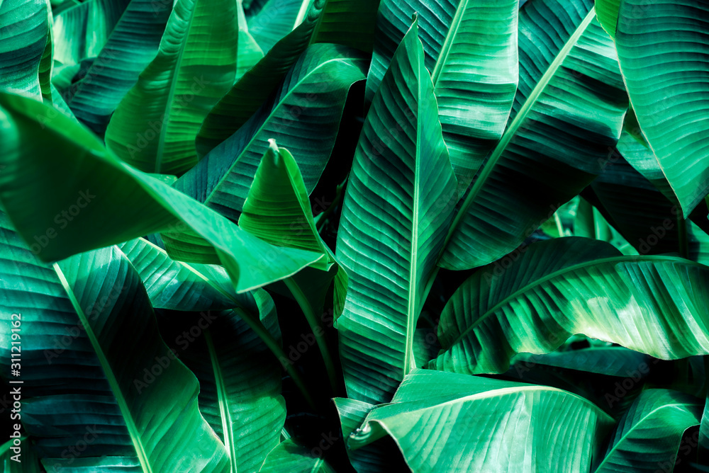 Tropical banana leaf concept, natural green banana leaf, green background  in Asia and Thailand Stock Photo | Adobe Stock