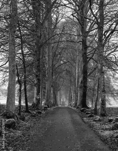 road with tall trees, highlands, scotland.