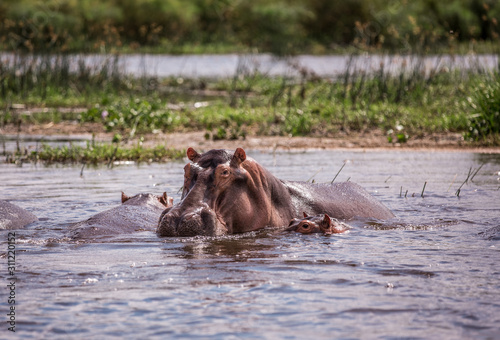 mother and baby hippos sitting in the water on the river Nile