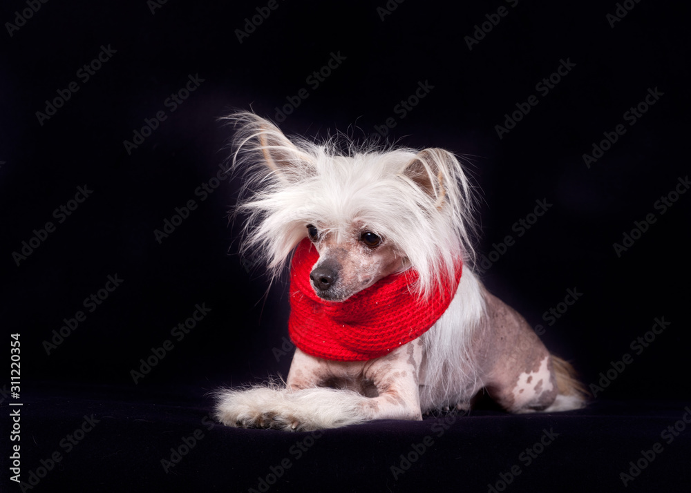 Chinese Crested Hairless dog in red scarf isolated on black Chinese Crested Hairless dog in red scarf isolated on black