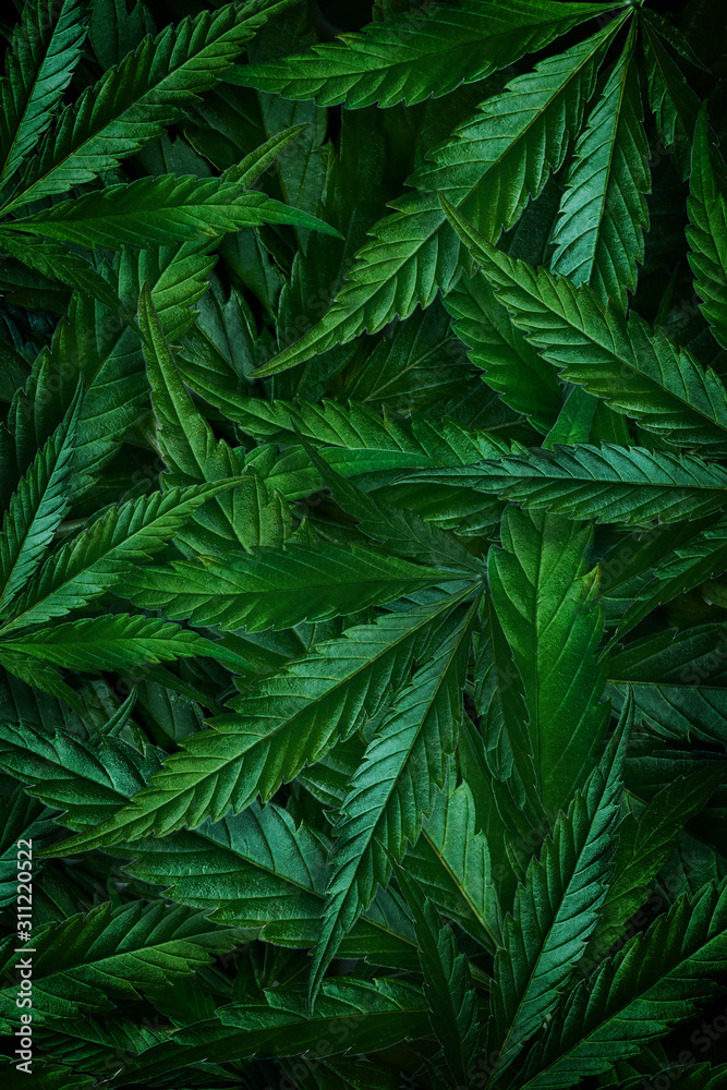Natural dark green background from hemp leaves, marijuana. Vertical flat lay Natural dark green background from hemp leaves, marijuana. Vertical flat lay