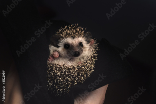 Cute African pygmy hedgehog lying on its back in human hands.  photo
