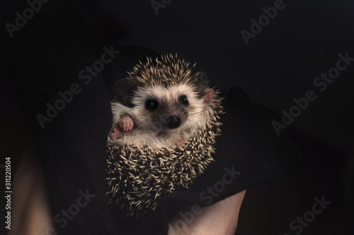 Fotografie Cute African pygmy hedgehog lying on its back in human hands.
