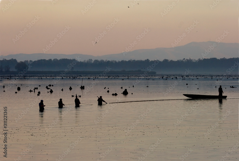 Naklejka premium Fish harvest in fishponds of Crna Mlaka