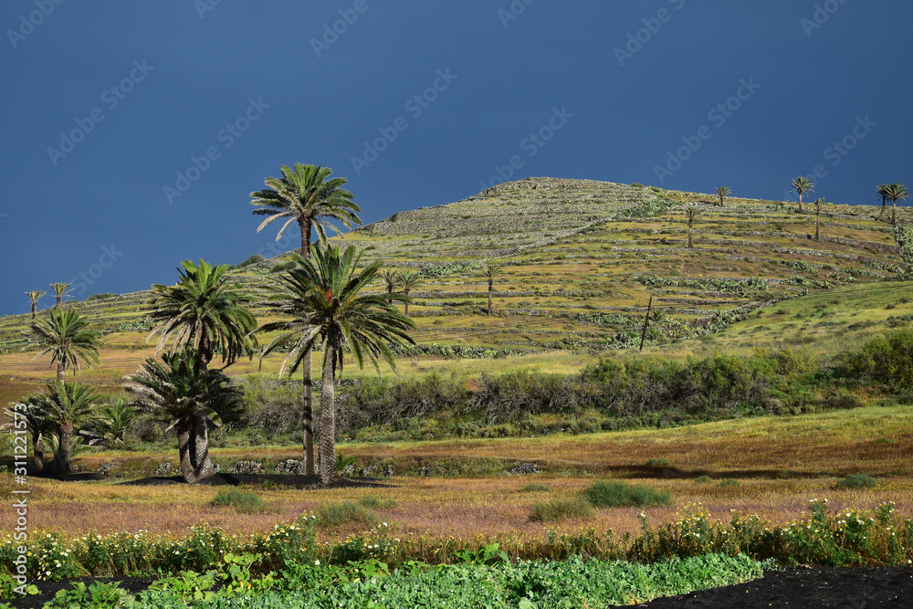 Horticulture and palm trees near Haria, Lanzarote. Horticulture and palm trees near Haria, Lanzarote.