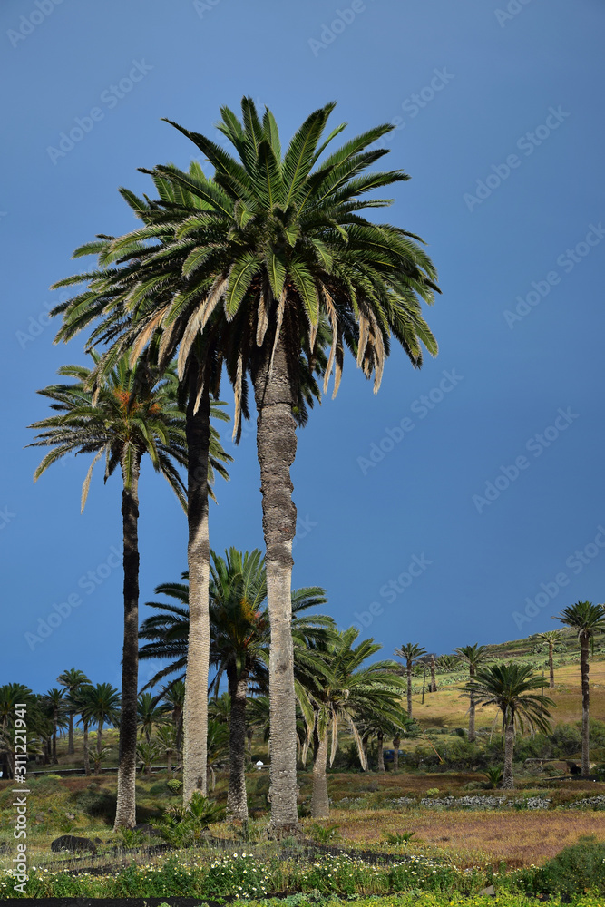 Horticulture and palm trees near Haria, Lanzarote.