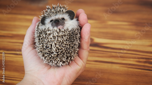 Photos Cute African pygmy hedgehog lying on its back in human hand