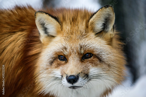 Gros plan sur la tête d'un renard canadien à la fourrure rousse très fournie © Photos Eric Malherbe