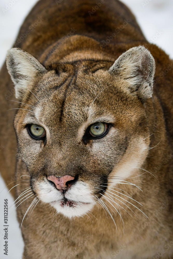 Gros plan sur la tête d'un cougar, puma d'Amérique du Nord, espèce très  menacée Stock Photo | Adobe Stock