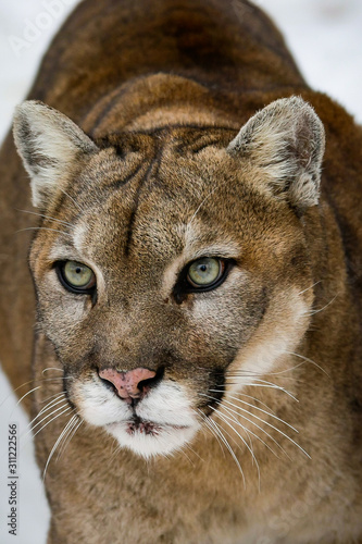 Gros plan sur la tête d'un cougar, puma d'Amérique du Nord, espèce très menacée