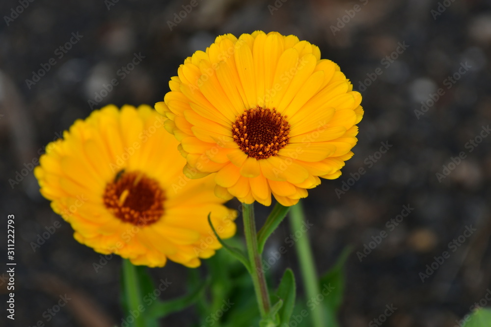Two yellow flowers of Calendula officinalis. Two yellow flowers of Calendula officinalis.