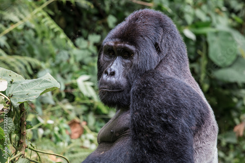 close up portrait of silverback in the wild deep in the jungle