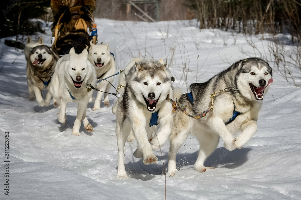 Chiens de traineau en plein effort au galop sur la neige en forêt au Canada Chiens de traineau en plein effort au galop sur la neige en forêt au Canada