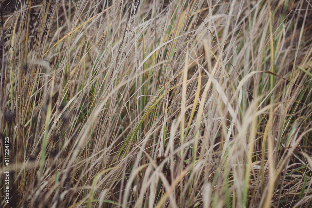 Fototapeta premium Lange Gräser im Winter