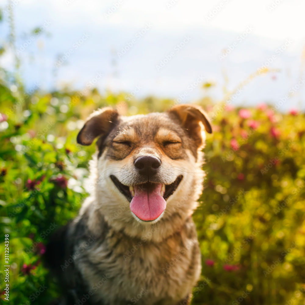 portrait of a dog sit on a summer meadow among pink clover flowers on a Sunny day covering your face with your eyes from pleasure portrait of a dog sit on a summer meadow among pink clover flowers on a Sunny day covering your face with your eyes from pleasure