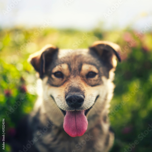  portrait of a dog sitting in a summer meadow among pink clover flowers sticking out his tongue