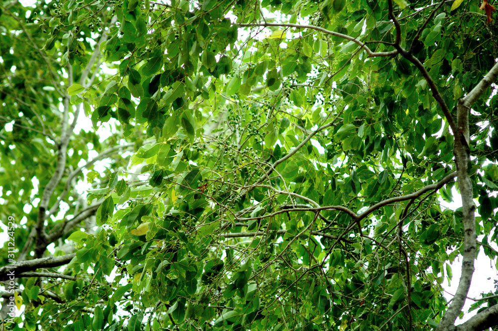 Fruit native to the forest Fruit native to the forest