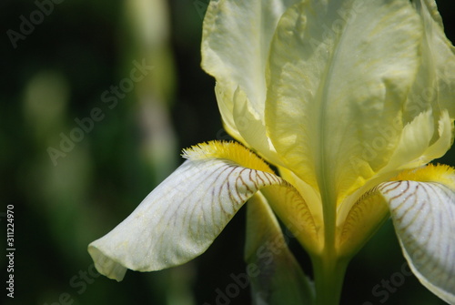 Close up of a yellow bearded irises in a flower bed.. 