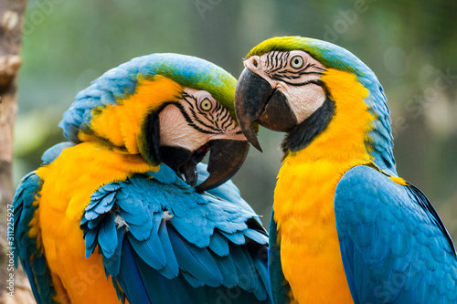 Two blue and yellow macaw (Ara ararauna), also known as the blue and gold macaw, Foz do Iguazu, Parque das Aves